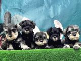 Resmi̇ Üreti̇ci̇den Mi̇nyatür Schnauzer Yavrular