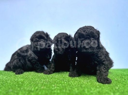 Irk Ve Sağlik Garanti̇si̇ İle Si̇yah Toy Poodle Yavrular görsel