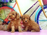 Irk Ve Sağlik Garanti̇si̇ İle Kizil Toy Poodle Yavrular
