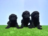 Irk Ve Sağlik Garanti̇si̇ İle Si̇yah Toy Poodle Yavrular