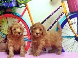 Irk Ve Sağlik Garanti̇si̇ İle Kizil Toy Poodle Yavrular