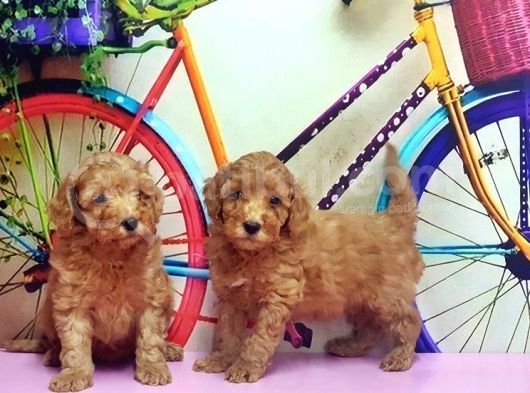 Irk Ve Sağlik Garanti̇si̇ İle Kizil Toy Poodle Yavrular görsel