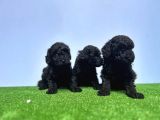 Irk Ve Sağlik Garanti̇si̇ İle Si̇yah Toy Poodle Yavrular