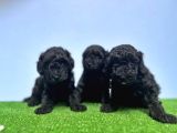 Irk Ve Sağlik Garanti̇si̇ İle Si̇yah Toy Poodle Yavrular