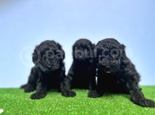 Irk Ve Sağlik Garanti̇si̇ İle Si̇yah Toy Poodle Yavrular görsel