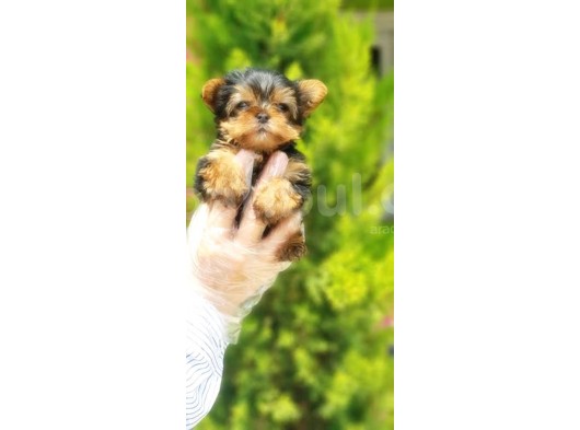 Yorkshi̇re Terri̇er Yavru görsel