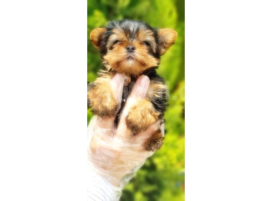 Yorkshi̇re Terri̇er Yavru görsel