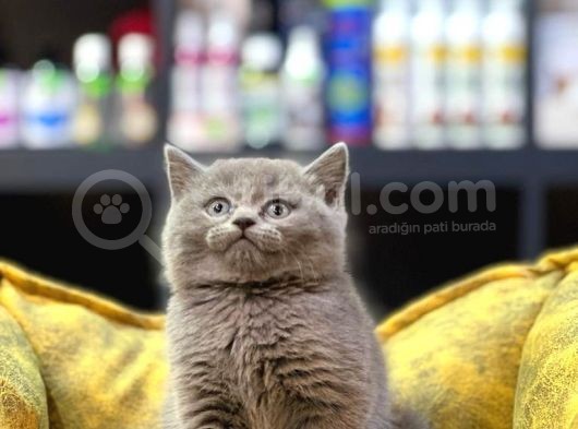 Ayi Surat Blue Bri̇ti̇sh Shorthai̇r Güzel Bebekleri̇m görsel