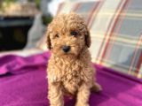 0 numara erkek toy poodle yavrumuz