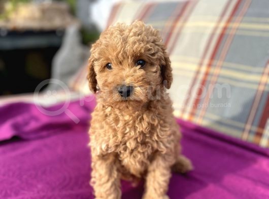 0 Numara Erkek Toy Poodle Yavrumuz