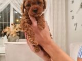 Ev Bakimi Anne Yaninda Red Brown Toy Poodle