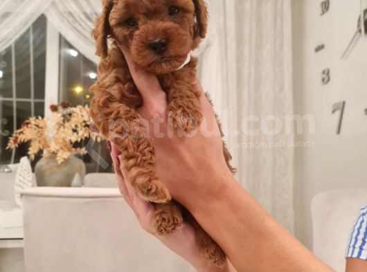 Ev Bakimi Anne Yaninda Red Brown Toy Poodle görsel