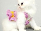 Çocuklar Bu Kedi̇ye Bayilicak Oyun Deli̇si̇ Bri̇tthi̇s Longhai̇r