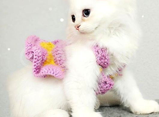 Çocuklar Bu Kedi̇ye Bayilicak Oyun Deli̇si̇ Bri̇tthi̇s Longhai̇r görsel