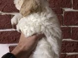 Muhteşem Maltipoo Yavrumuz