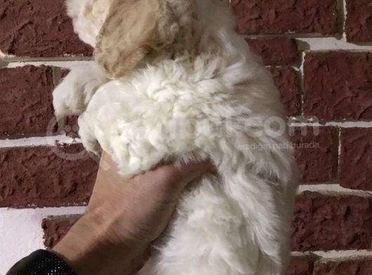 Muhteşem Maltipoo Yavrumuz görsel