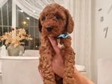Ev Bakimi Anne Yaninda Red Brown Toy Poodle