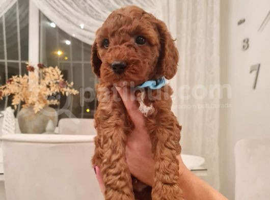 Ev Bakimi Anne Yaninda Red Brown Toy Poodle görsel