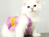 ÇOCUKLAR BU KEDİYE BAYILICAK OYUN DELİSİ BRİTTHİS LONGHAİR