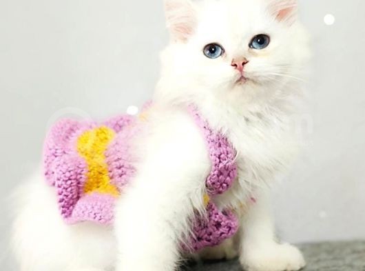 Çocuklar Bu Kedi̇ye Bayilicak Oyun Deli̇si̇ Bri̇tthi̇s Longhai̇r