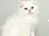 Çocuklar Bu Kedi̇ye Bayilicak Oyun Deli̇si̇ Bri̇tthi̇s Longhai̇r