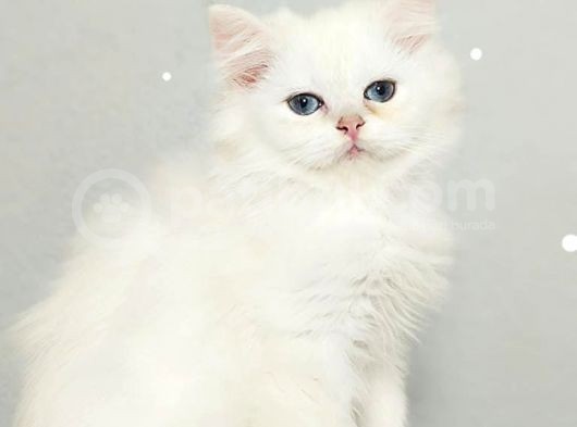 Çocuklar Bu Kedi̇ye Bayilicak Oyun Deli̇si̇ Bri̇tthi̇s Longhai̇r görsel