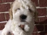 Muhteşem Maltipoo Yavrumuz