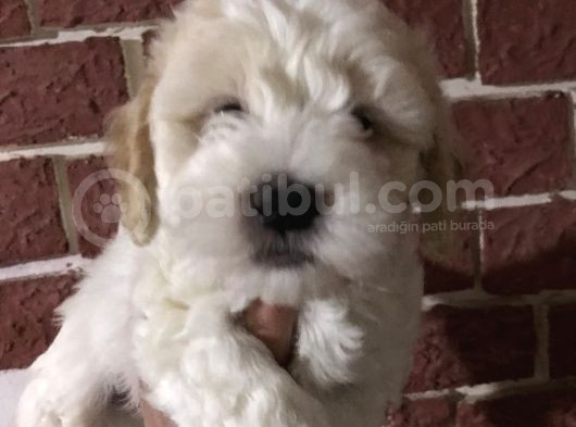 Muhteşem Maltipoo Yavrumuz görsel