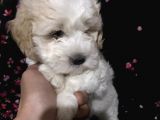 Muhteşem maltipoo Yavrumuz