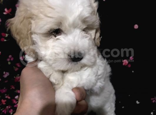 Muhteşem Maltipoo Yavrumuz