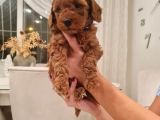 Ev Bakimi Anne Yaninda Red Brown Toy Poodle