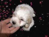 Muhteşem Maltipoo Yavrumuz