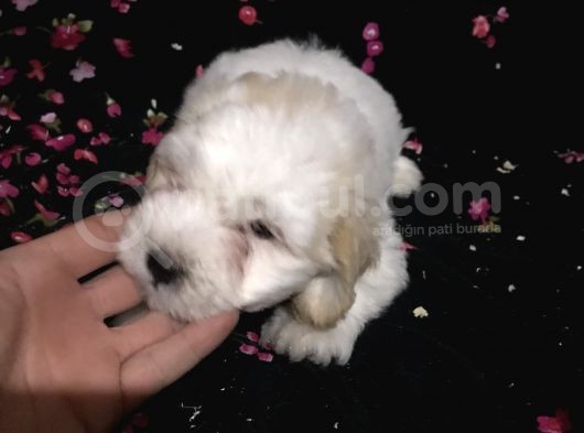 Muhteşem Maltipoo Yavrumuz görsel
