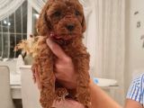 Ev Bakimi Anne Yaninda Red Brown Toy Poodle