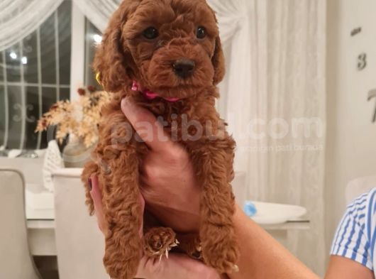 Ev Bakimi Anne Yaninda Red Brown Toy Poodle görsel
