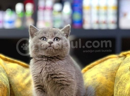 Ayi Surat Blue Bri̇ti̇sh Shorthai̇r Güzel Bebekleri̇m görsel