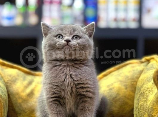 Ayi Surat Blue Bri̇ti̇sh Shorthai̇r Güzel Bebekleri̇m