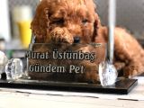 RED BRAWN TOY POODLE