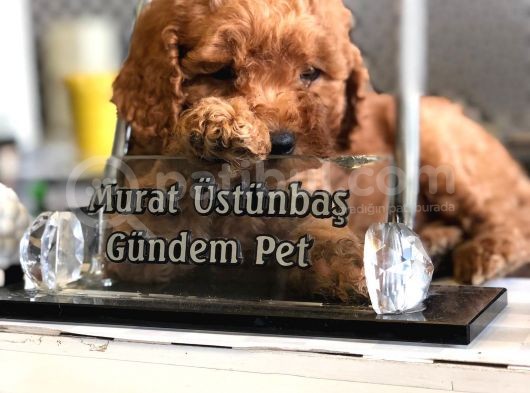 Red Brawn Toy Poodle
