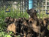 Son İKİ kızım ailesini bekliyor