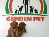 Red Brawn Toy Poodle