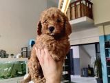 Red Brawn Toy Poodle