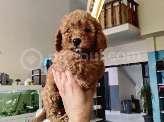 Red Brawn Toy Poodle görsel