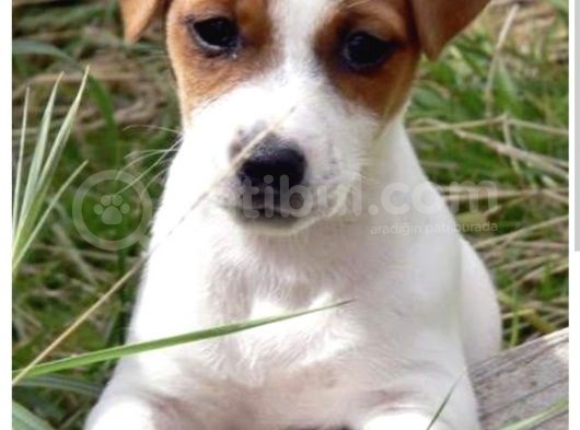 Yerinde Duramayan Jack Russell Bebekler görsel