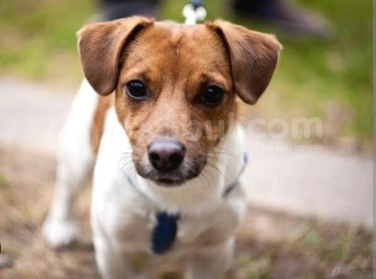 Yerinde Duramayan Jack Russell Bebekler görsel