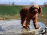 Irkının Güzel Örneği Dişi Toy Poodle