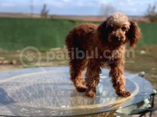 Irkının Güzel Örneği Dişi Toy Poodle görsel