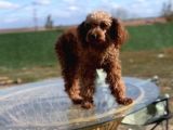 Irkının güzel Örneği Dişi Toy Poodle