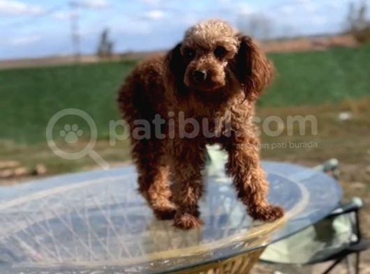 Irkının Güzel Örneği Dişi Toy Poodle