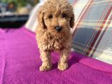 0 Numara Erkek Toy Poodle Yavrumuz